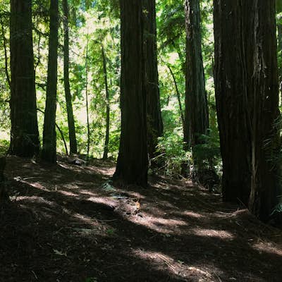 Hike Bothe-Napa Valley State Park