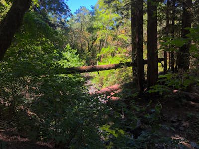 Hike Bothe-Napa Valley State Park