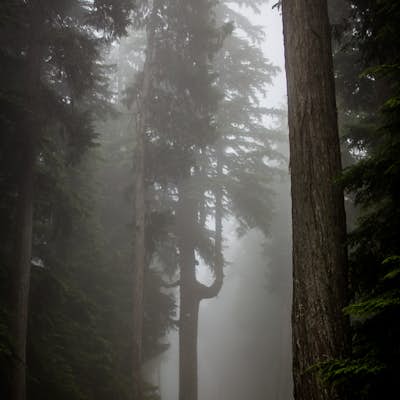 HollyBurn Trails in Heavy Fog