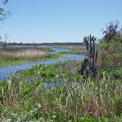 Explore and Photograph Ernest F. Hollings National Wildlife Refuge