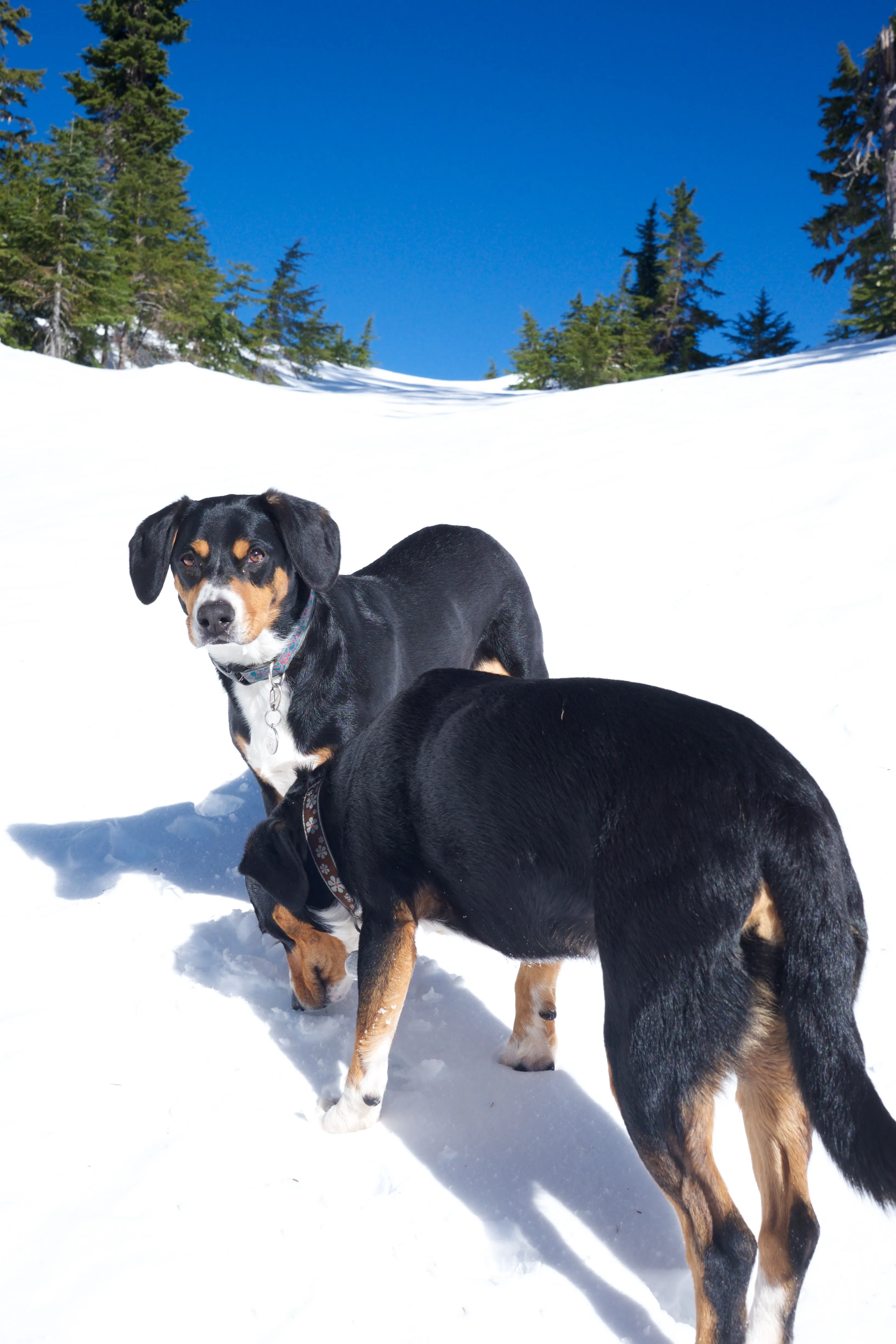 Winter Hike to Rainbow RIdge