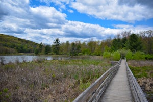 Hike the Wetlands Loop, BU Nature Preserve