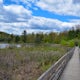 Hike the Wetlands Loop, BU Nature Preserve