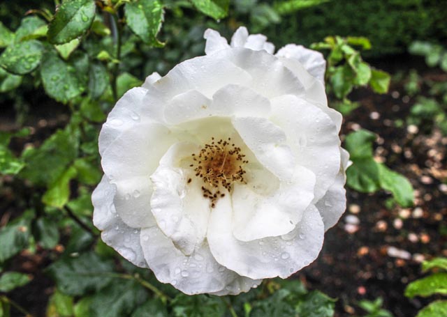 International Rose Test Garden