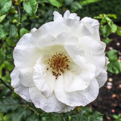 Explore the International Rose Test Garden
