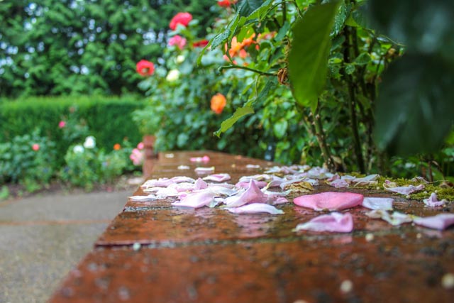 International Rose Test Garden