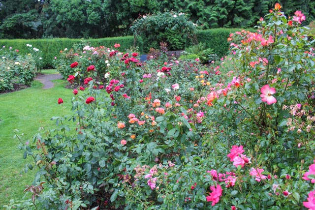 International Rose Test Garden