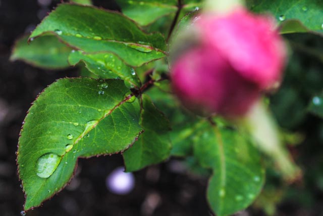 International Rose Test Garden