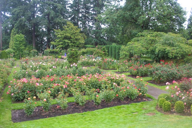 International Rose Test Garden