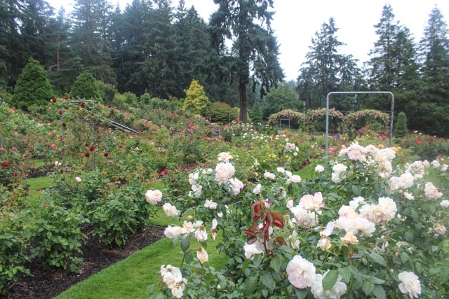 International Rose Test Garden