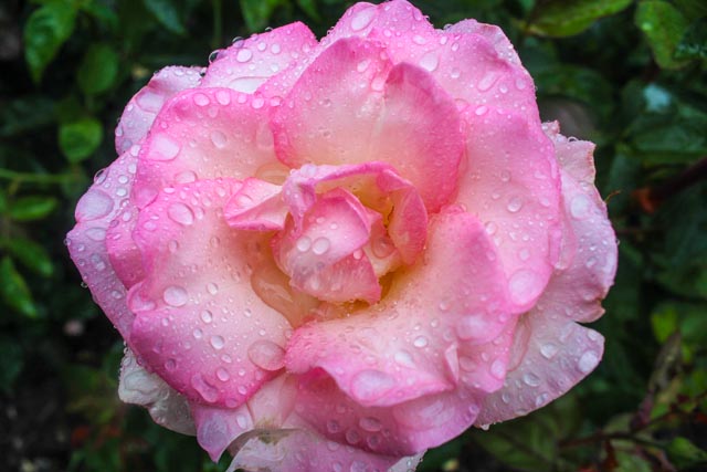 International Rose Test Garden