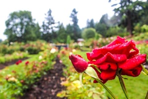 Explore the International Rose Test Garden