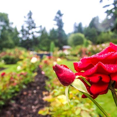 Explore the International Rose Test Garden