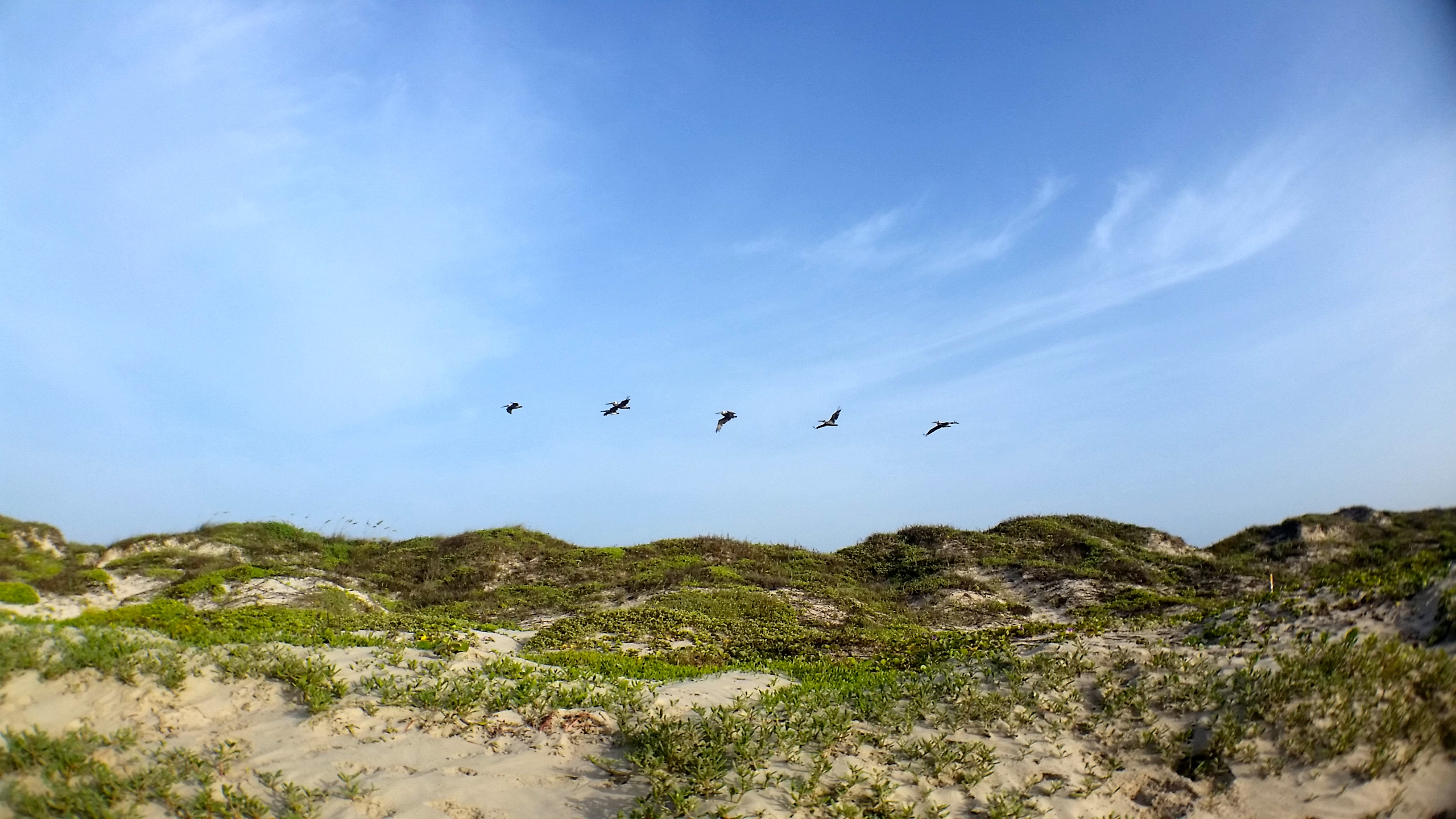 Camp on Padre Island National Seashore's North Beach