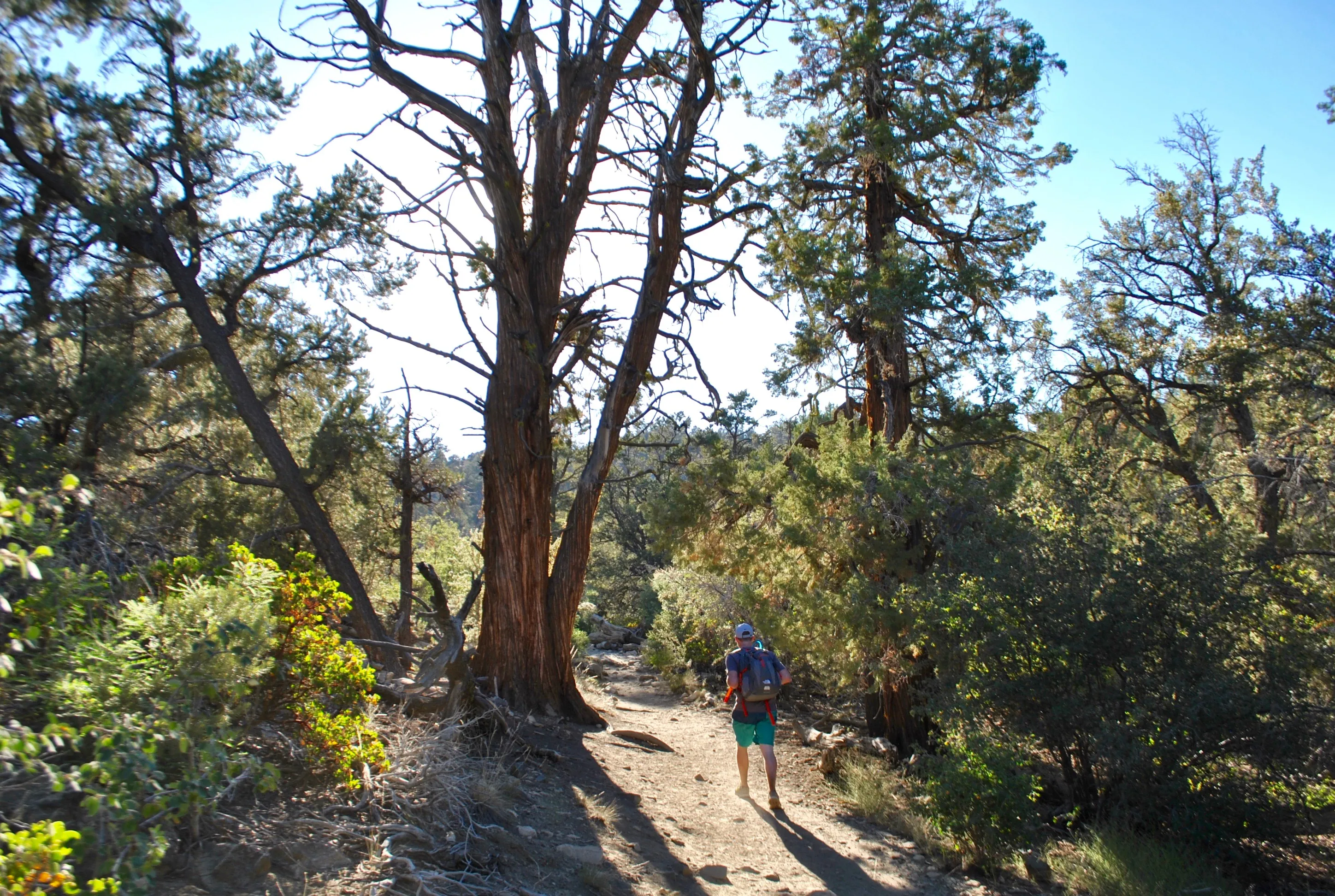 Cougar Crest Trail 