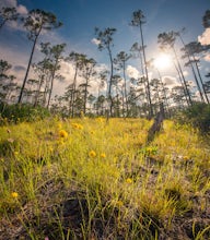 Hike the Kitching Creek Loop in Jonathan Dickinson SP 