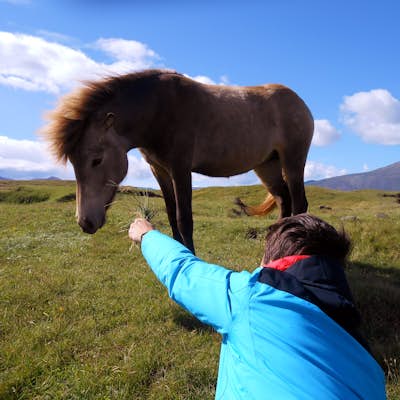 Horseback riding into the Icelandic countryside