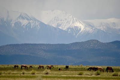 Photograph Wild Mustangs in Mono County