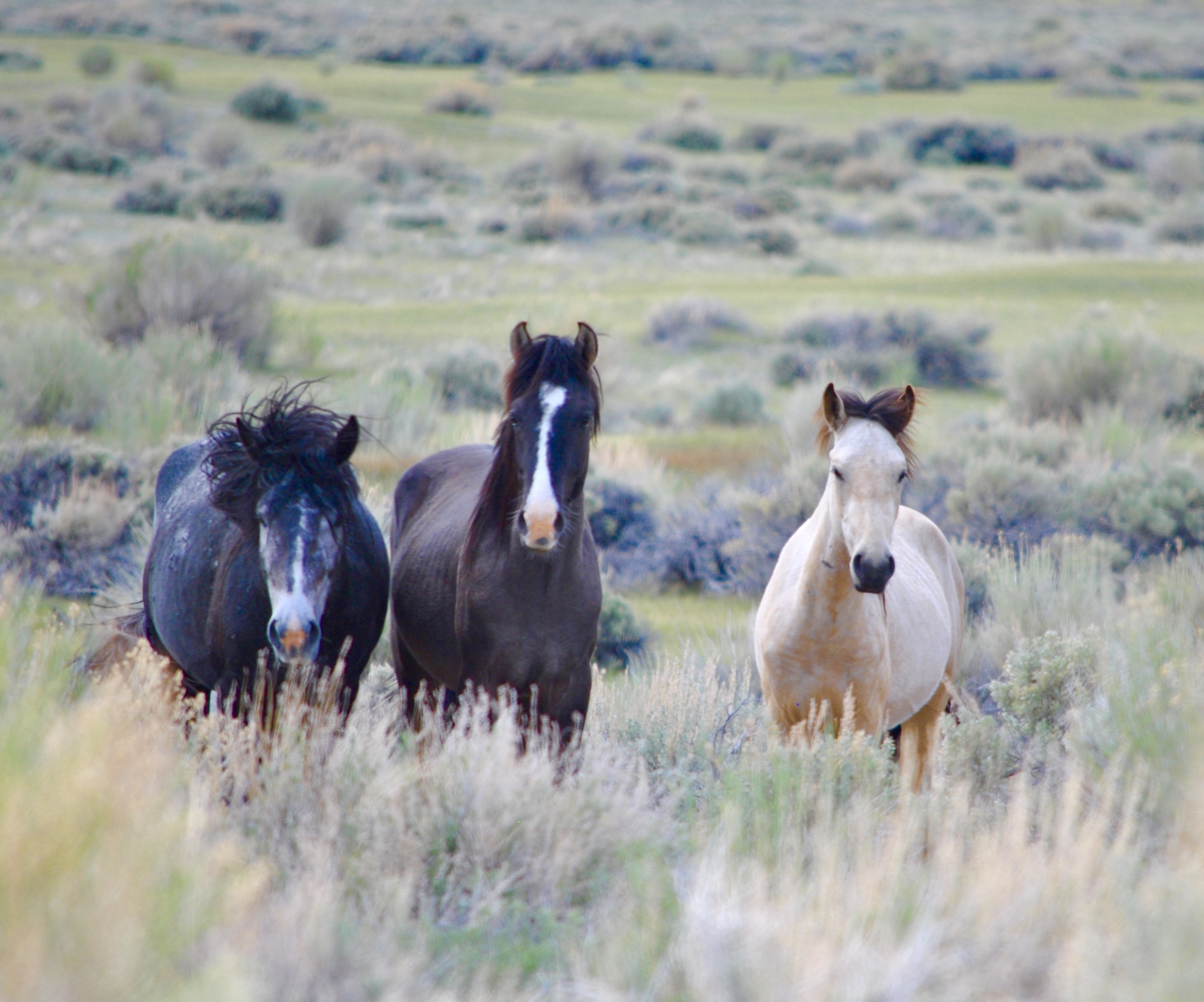 Photograph Wild Mustangs in Mono County