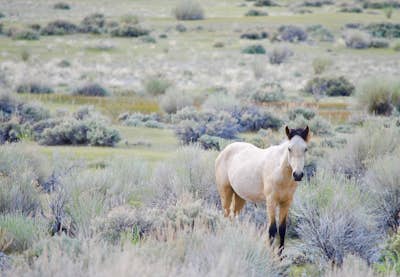 Photograph Wild Mustangs in Mono County