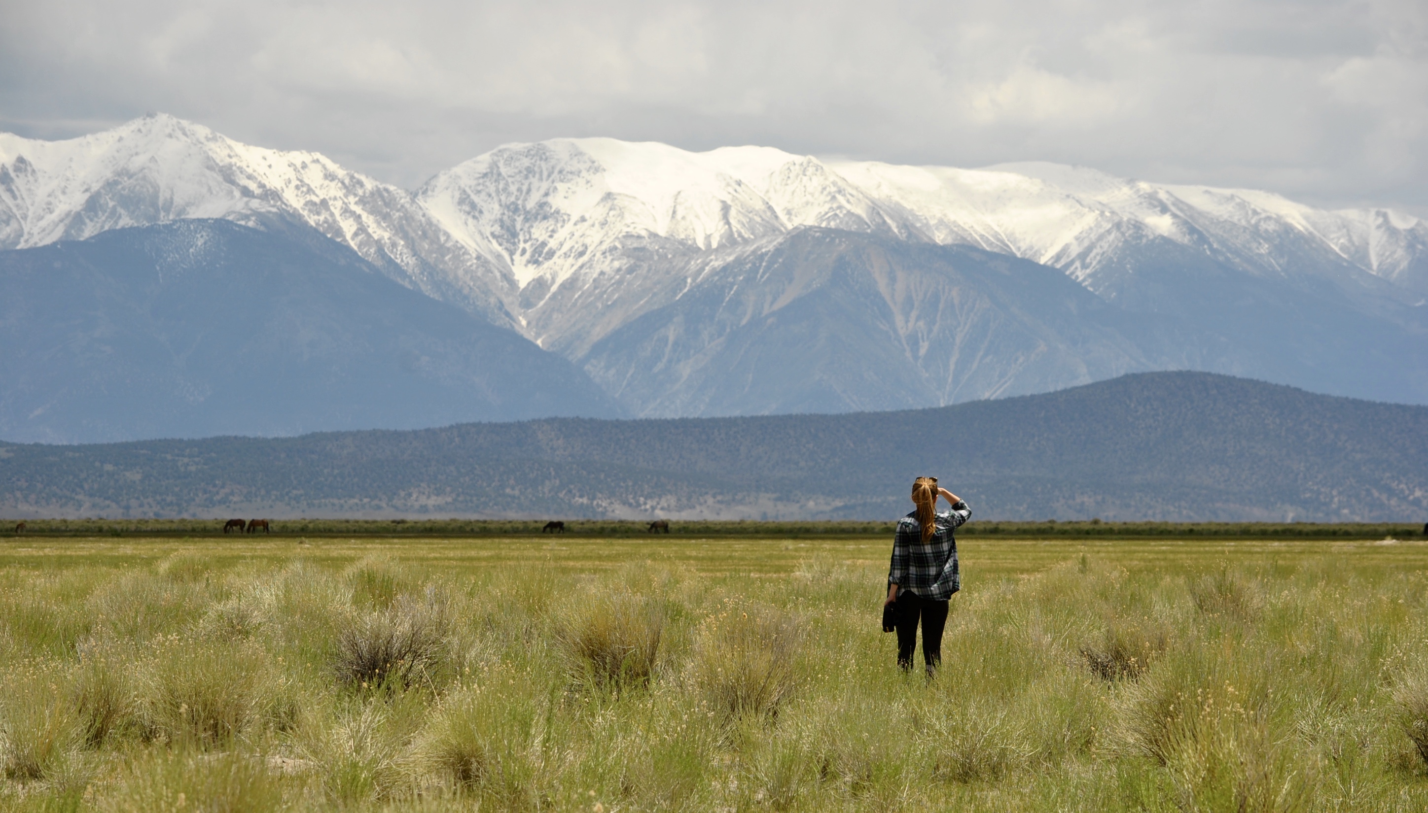 Photograph Wild Mustangs in Mono County
