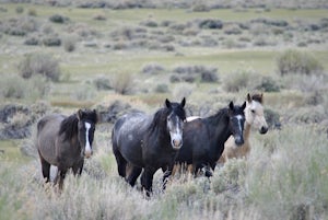 Photograph Wild Mustangs in Mono County