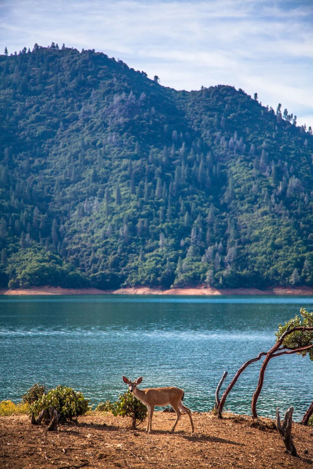 Houseboat Lake Shasta