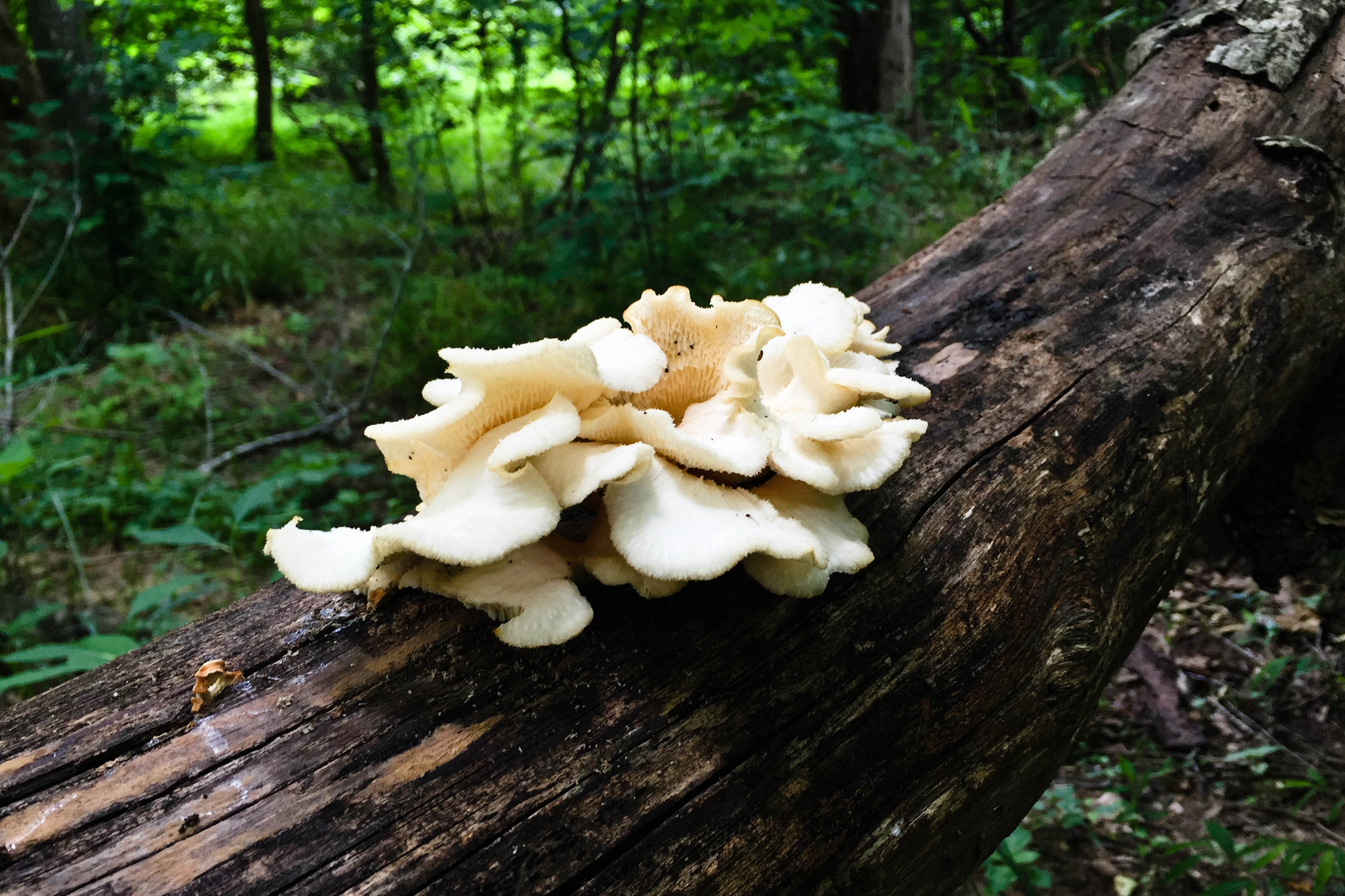 Hike the River Trail at Congaree National Park