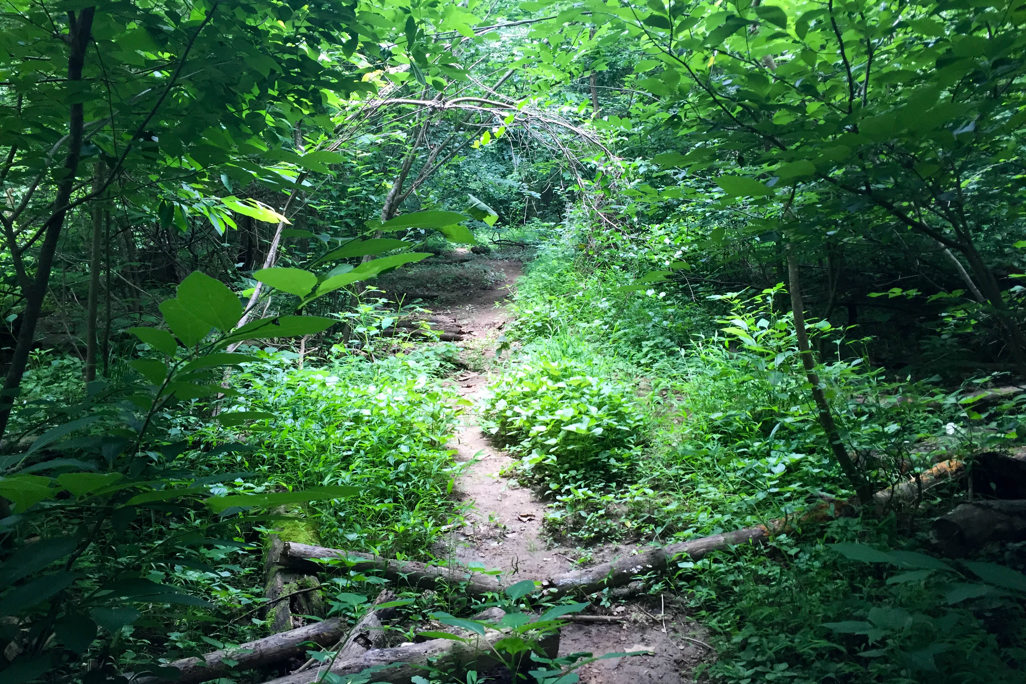 Hike the River Trail at Congaree National Park