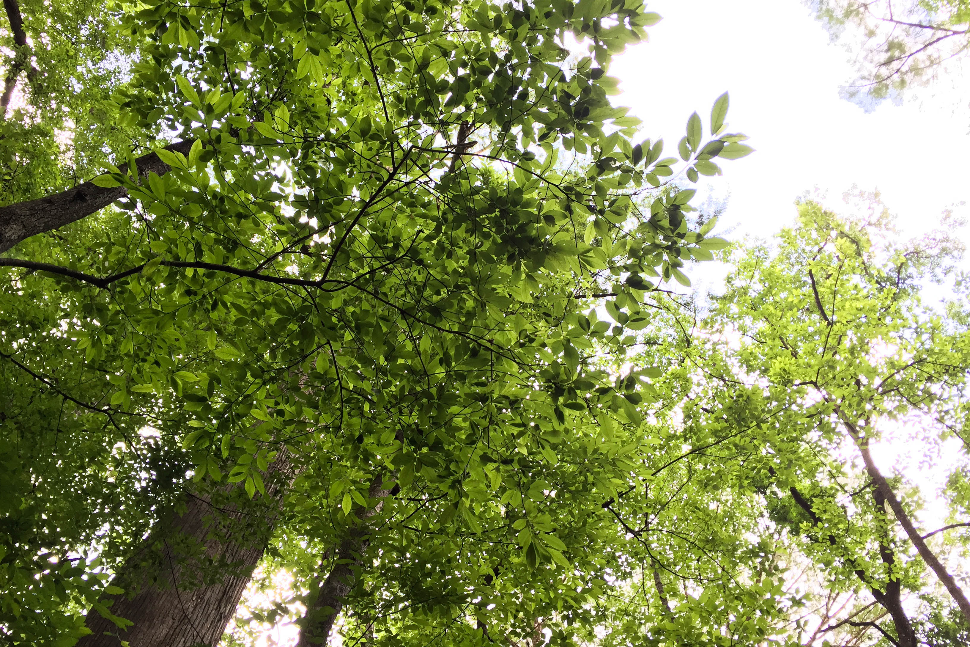 Hike the River Trail at Congaree National Park