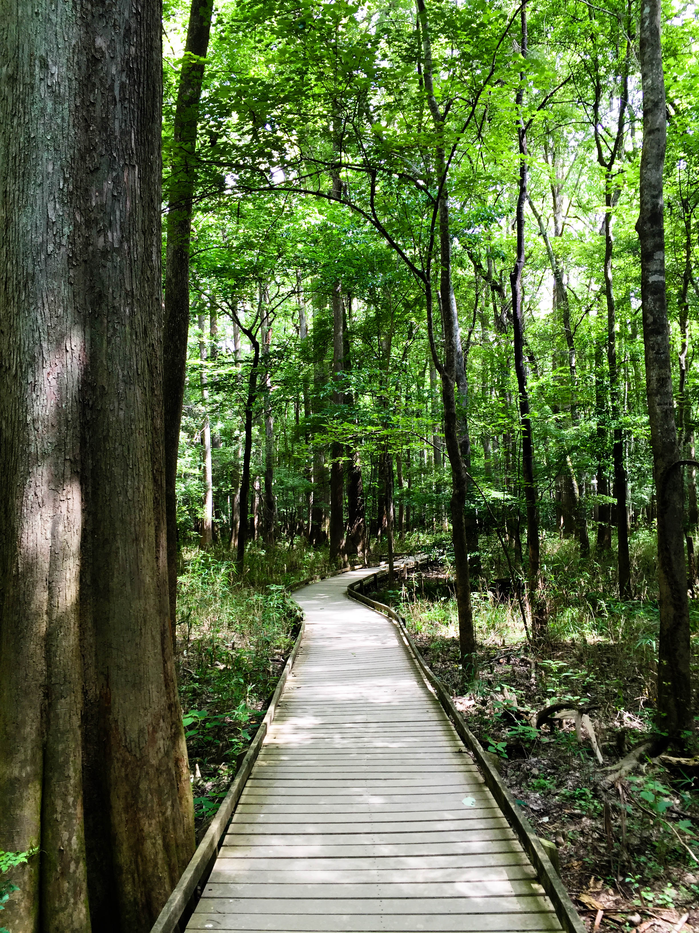 Hike the River Trail at Congaree National Park