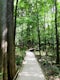 Hike the River Trail at Congaree National Park