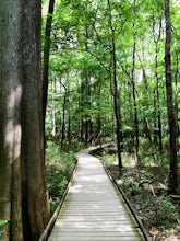 Hike the River Trail at Congaree National Park