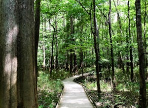 Hike the River Trail at Congaree National Park