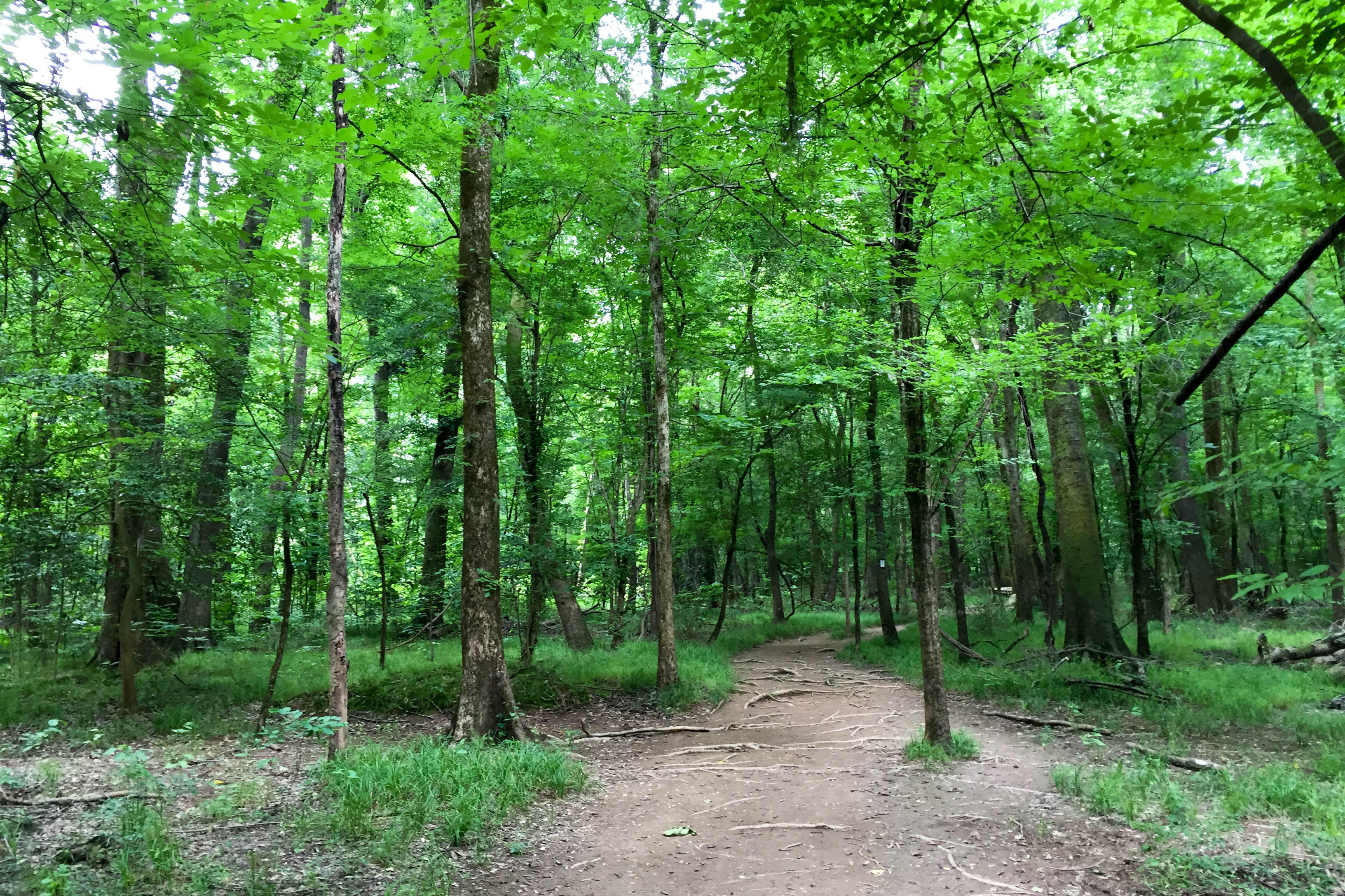 Hike the River Trail at Congaree National Park