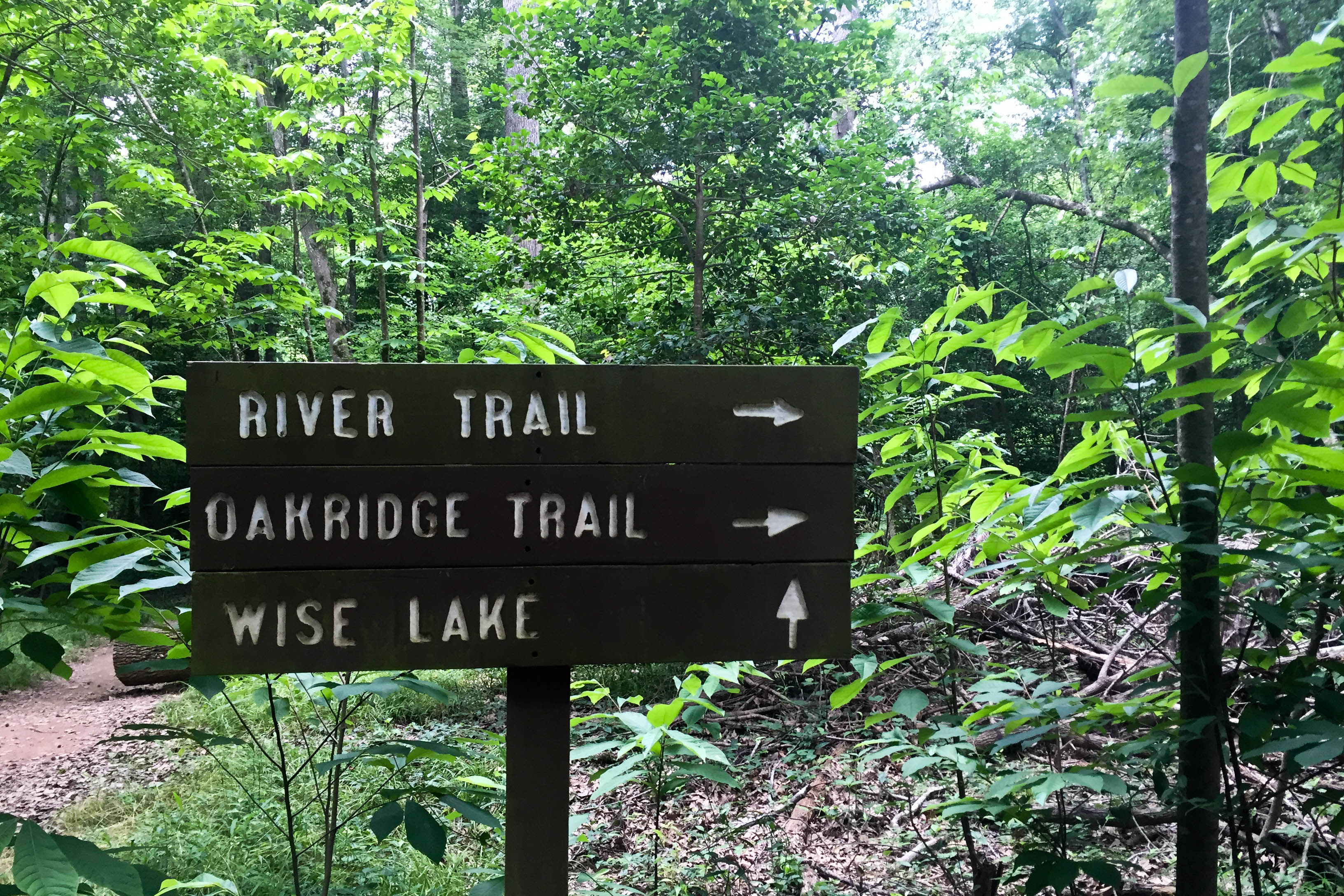 Hike the River Trail at Congaree National Park