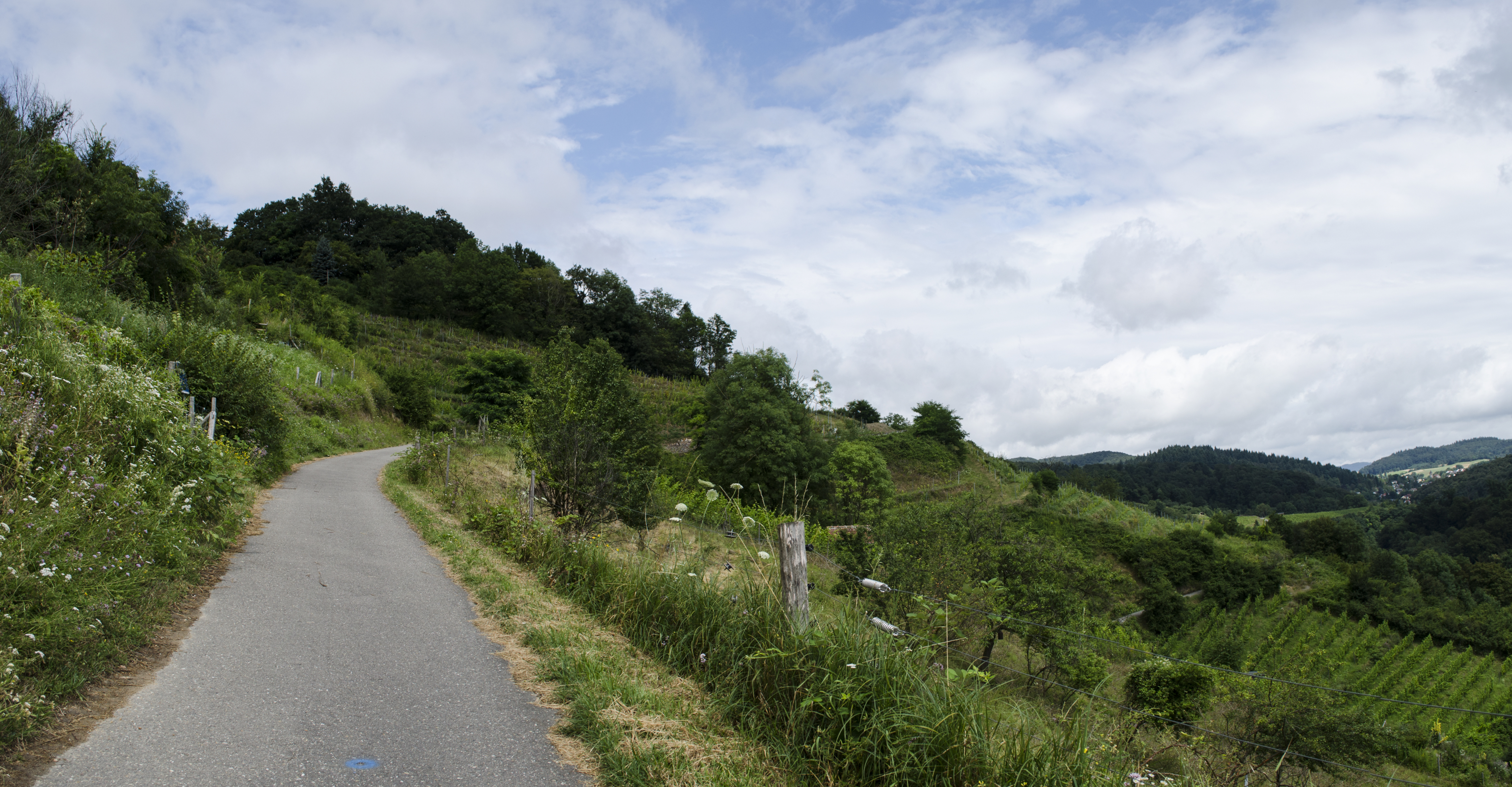 Hike Through Vineyards to Starkenburg Castle