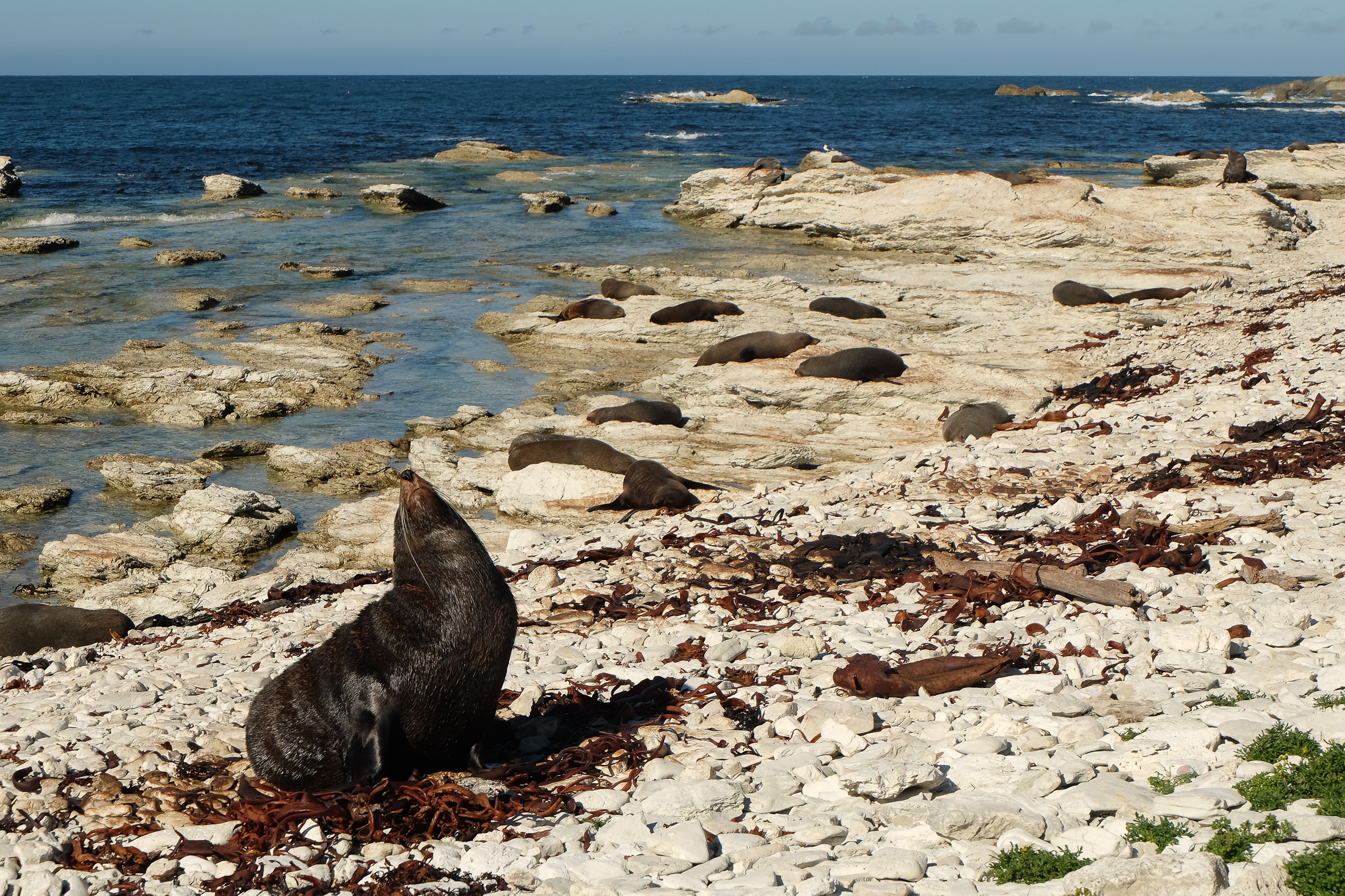 Hike the Kaikoura Peninsula