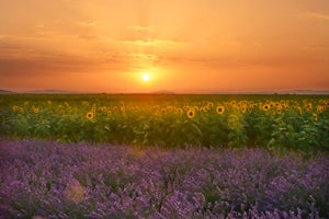 Photograph the Lavender fields of Plateau de Valensole