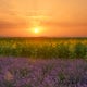 Photograph the Lavender fields of Plateau de Valensole