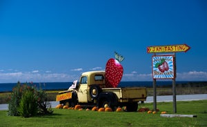 Pick Berries at Swanton's Berry Farm