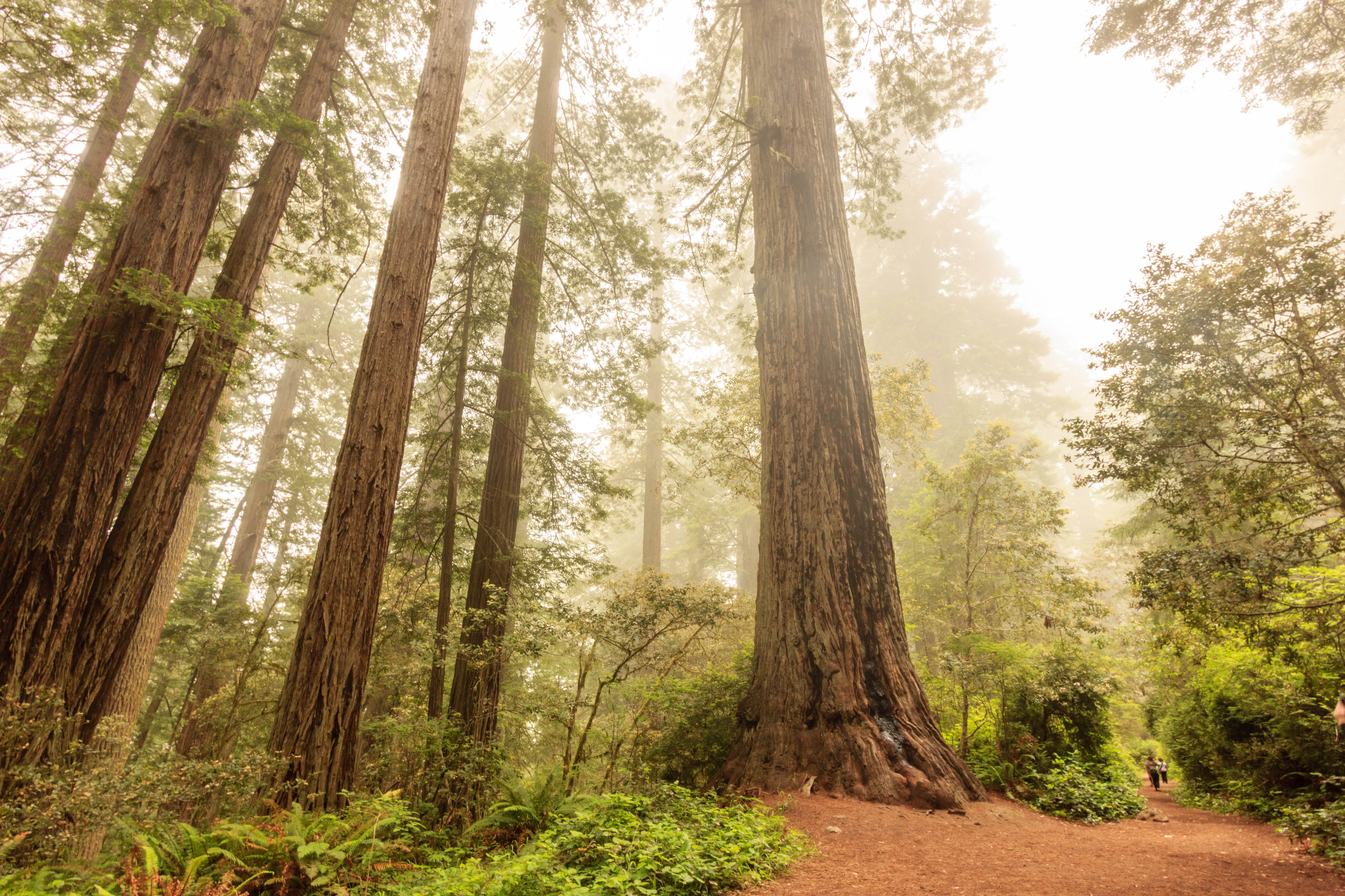Lady Bird Johnson Grove in Redwood NP