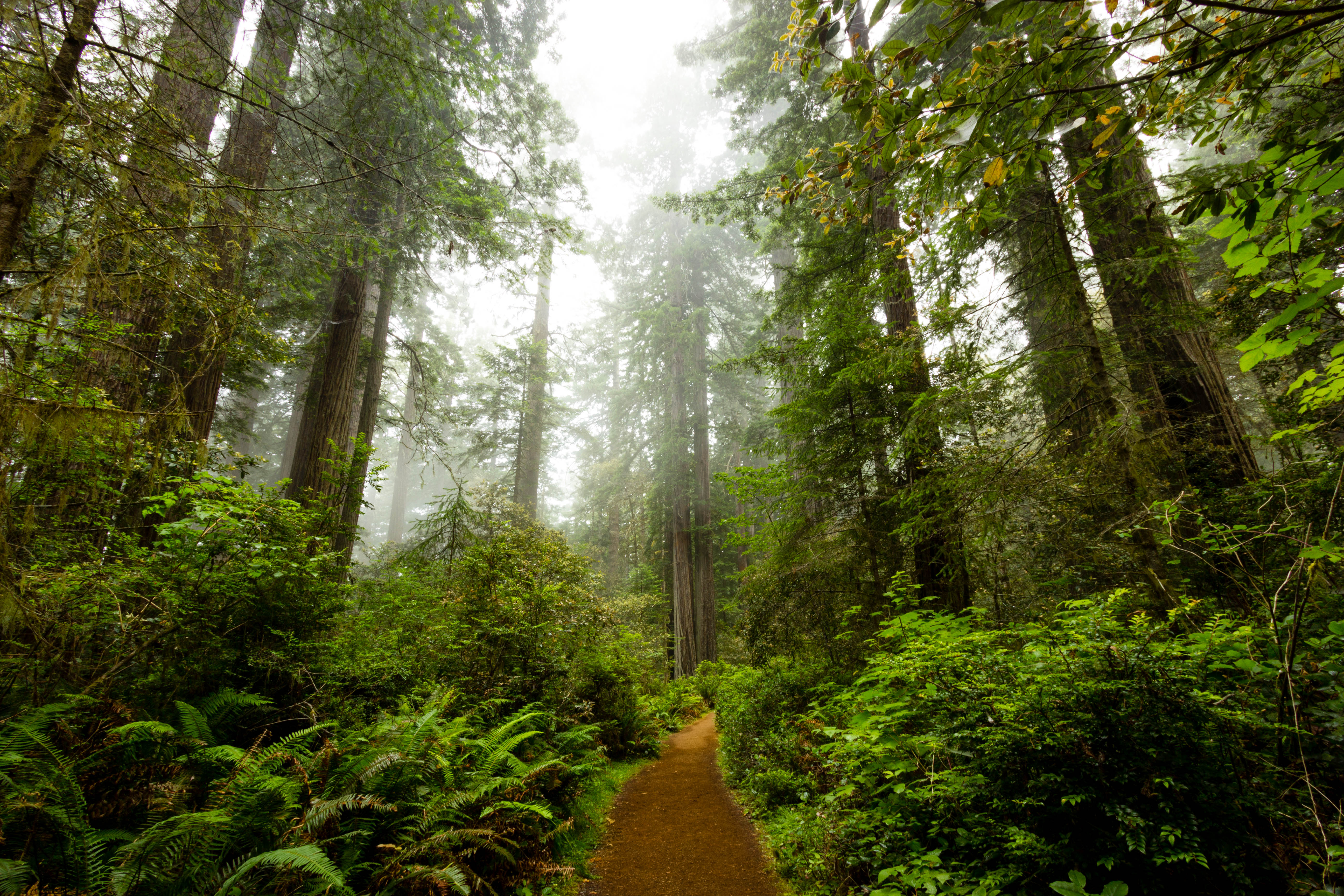 Lady Bird Johnson Grove in Redwood NP