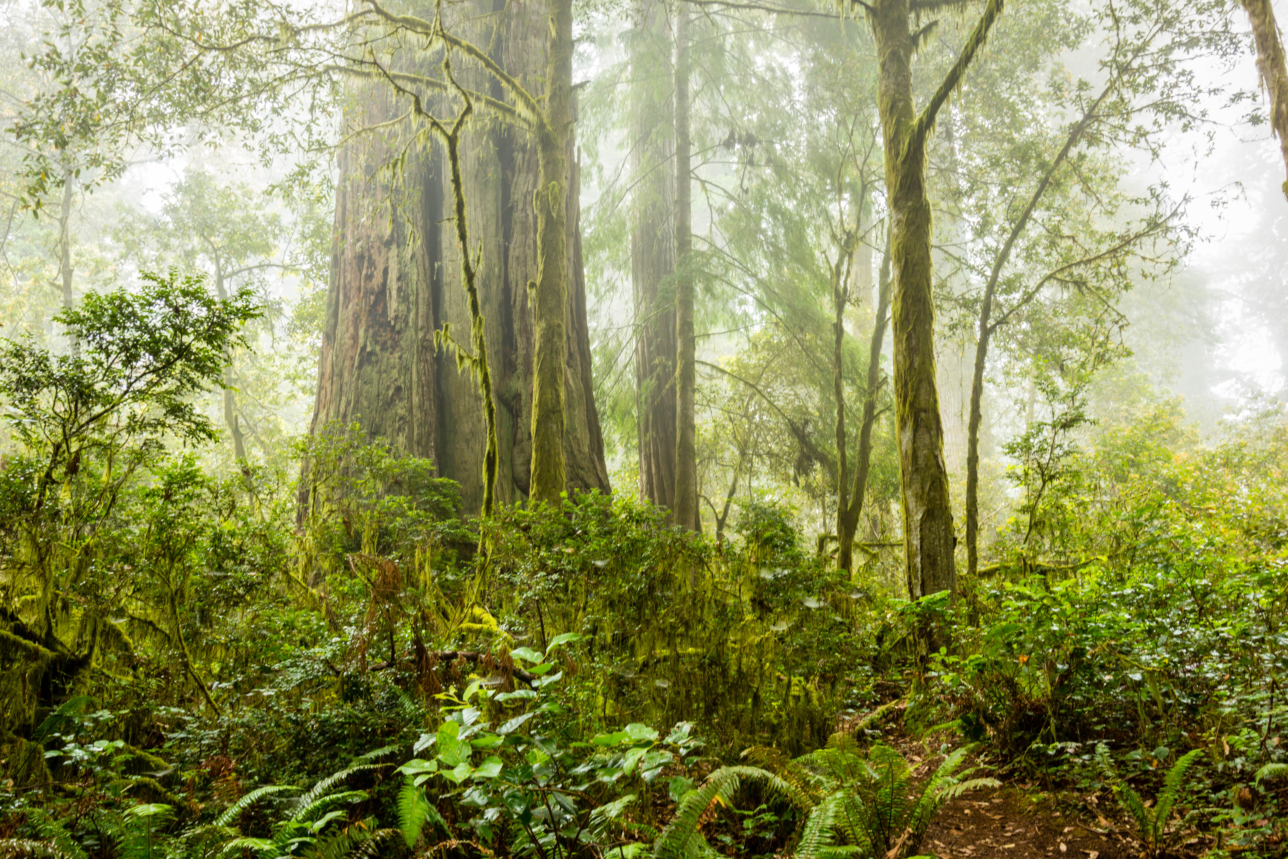 Lady Bird Johnson Grove in Redwood NP