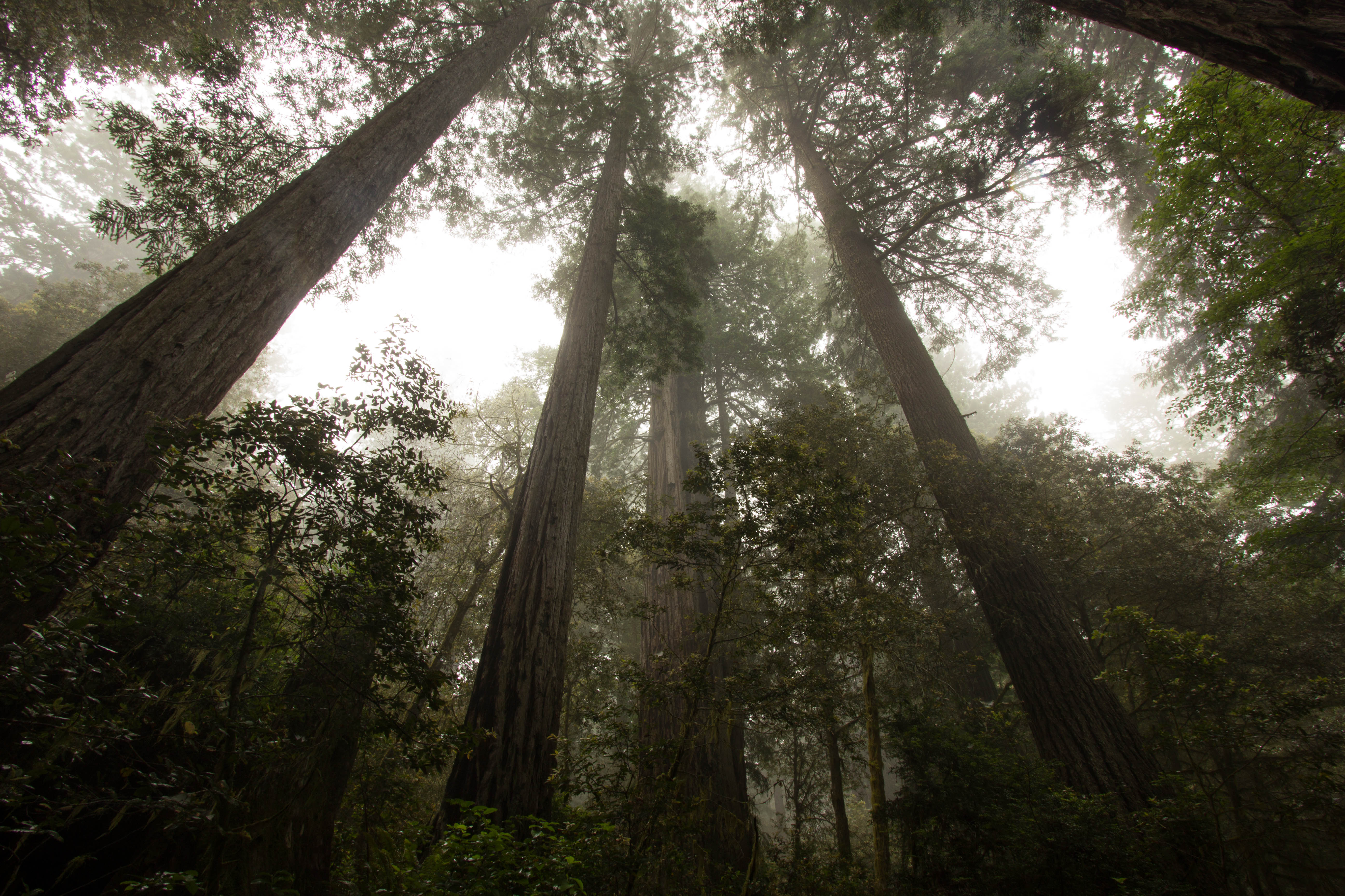 Lady Bird Johnson Grove in Redwood NP