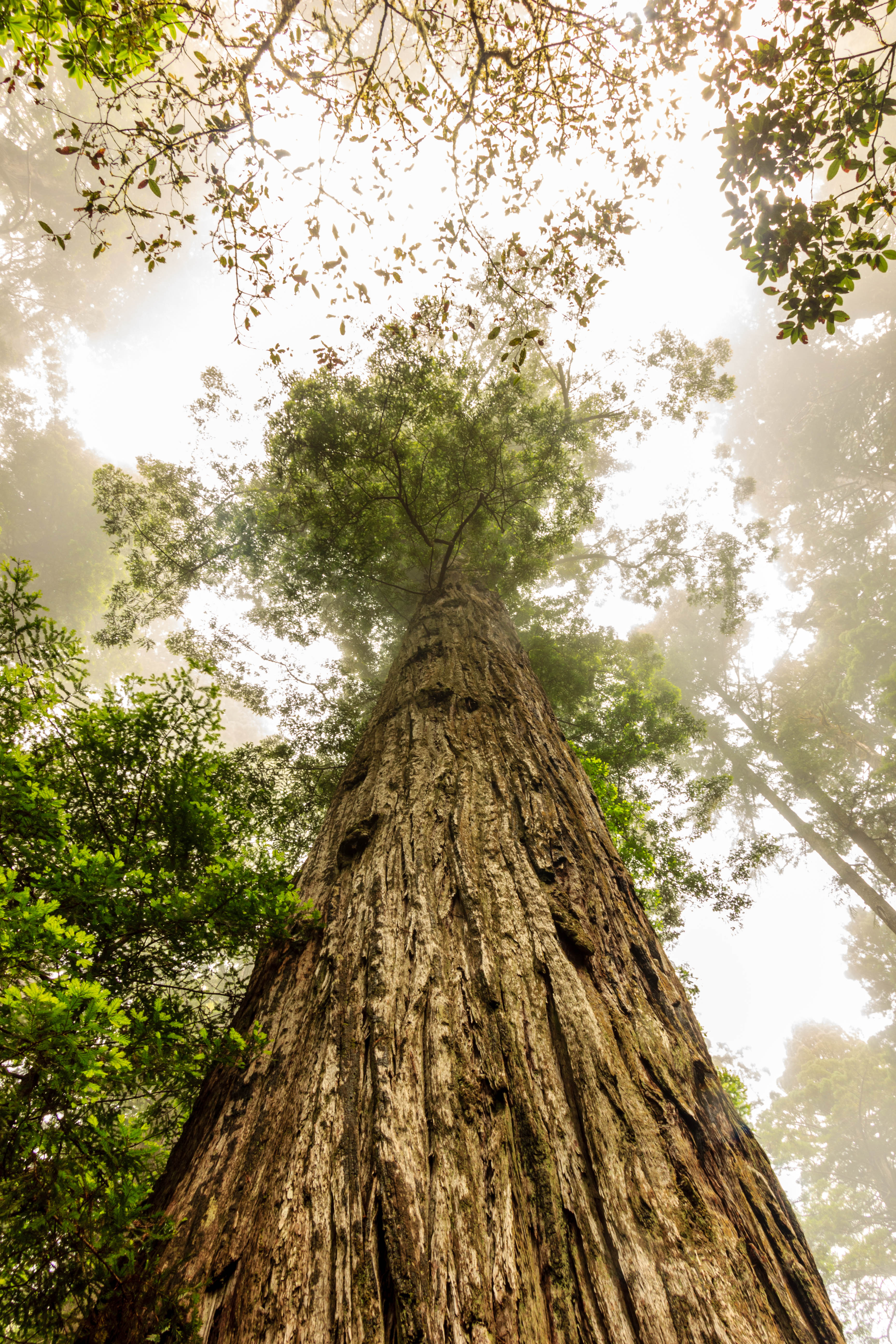 Lady Bird Johnson Grove in Redwood NP