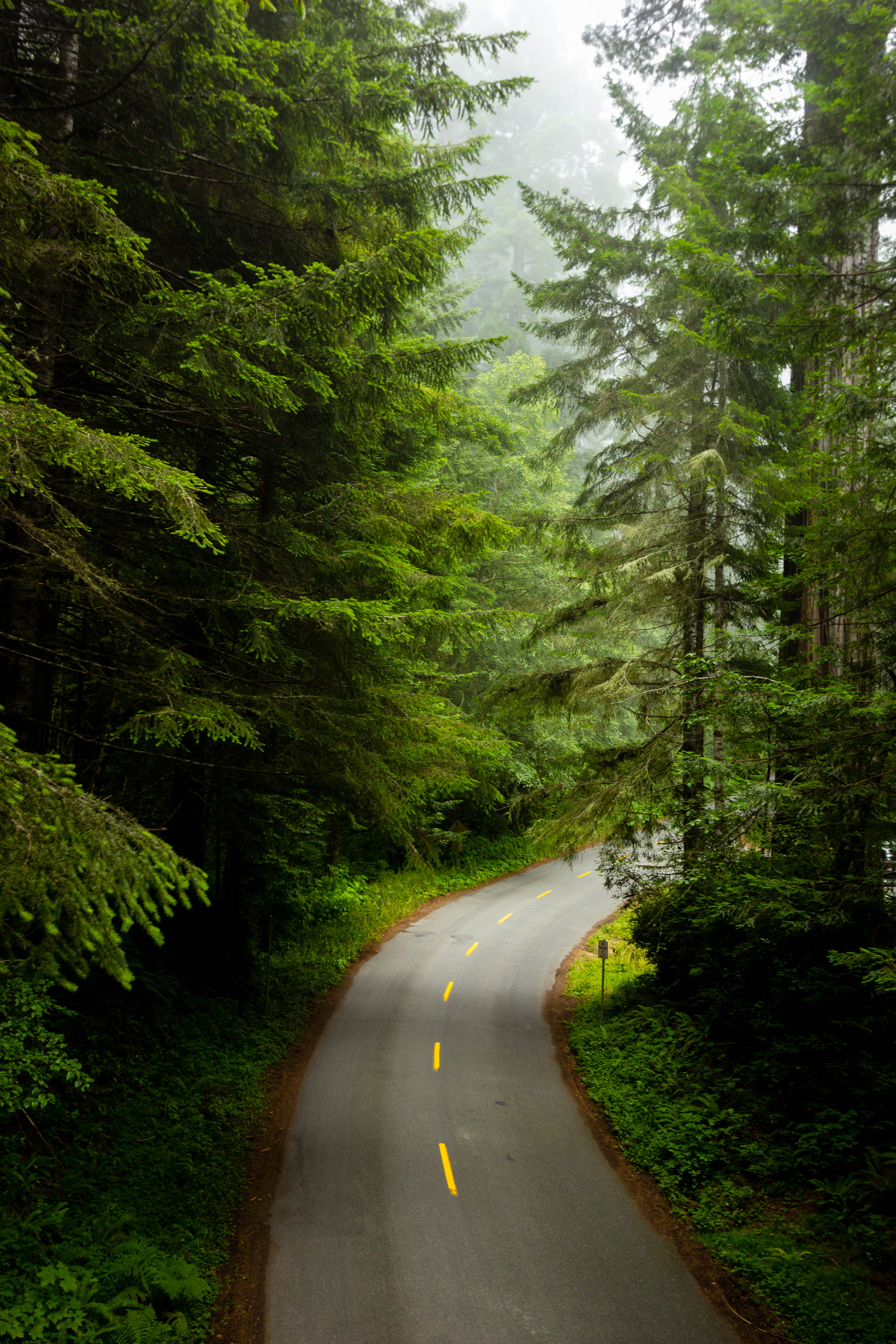 Lady Bird Johnson Grove in Redwood NP