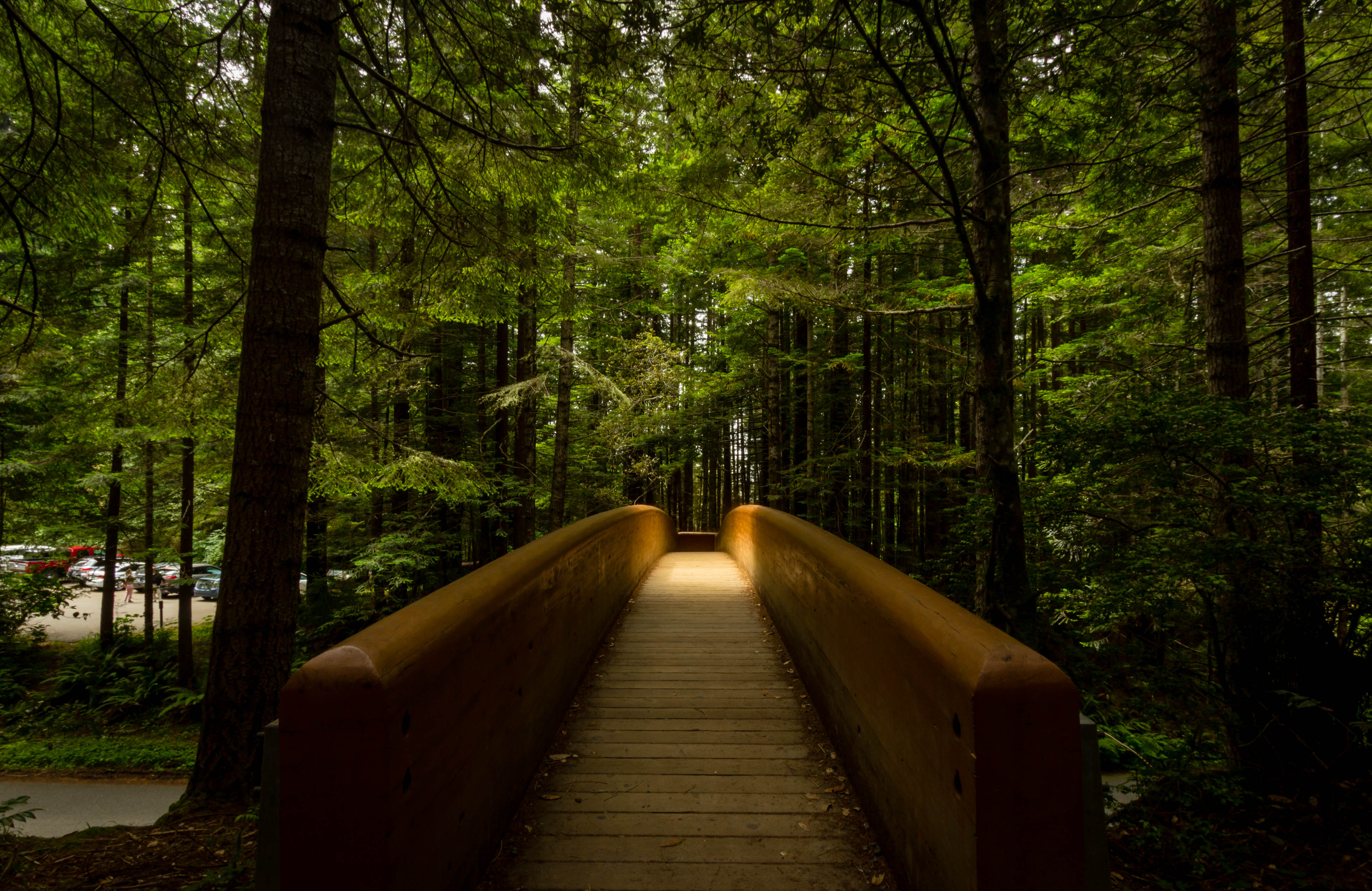Lady Bird Johnson Grove in Redwood NP
