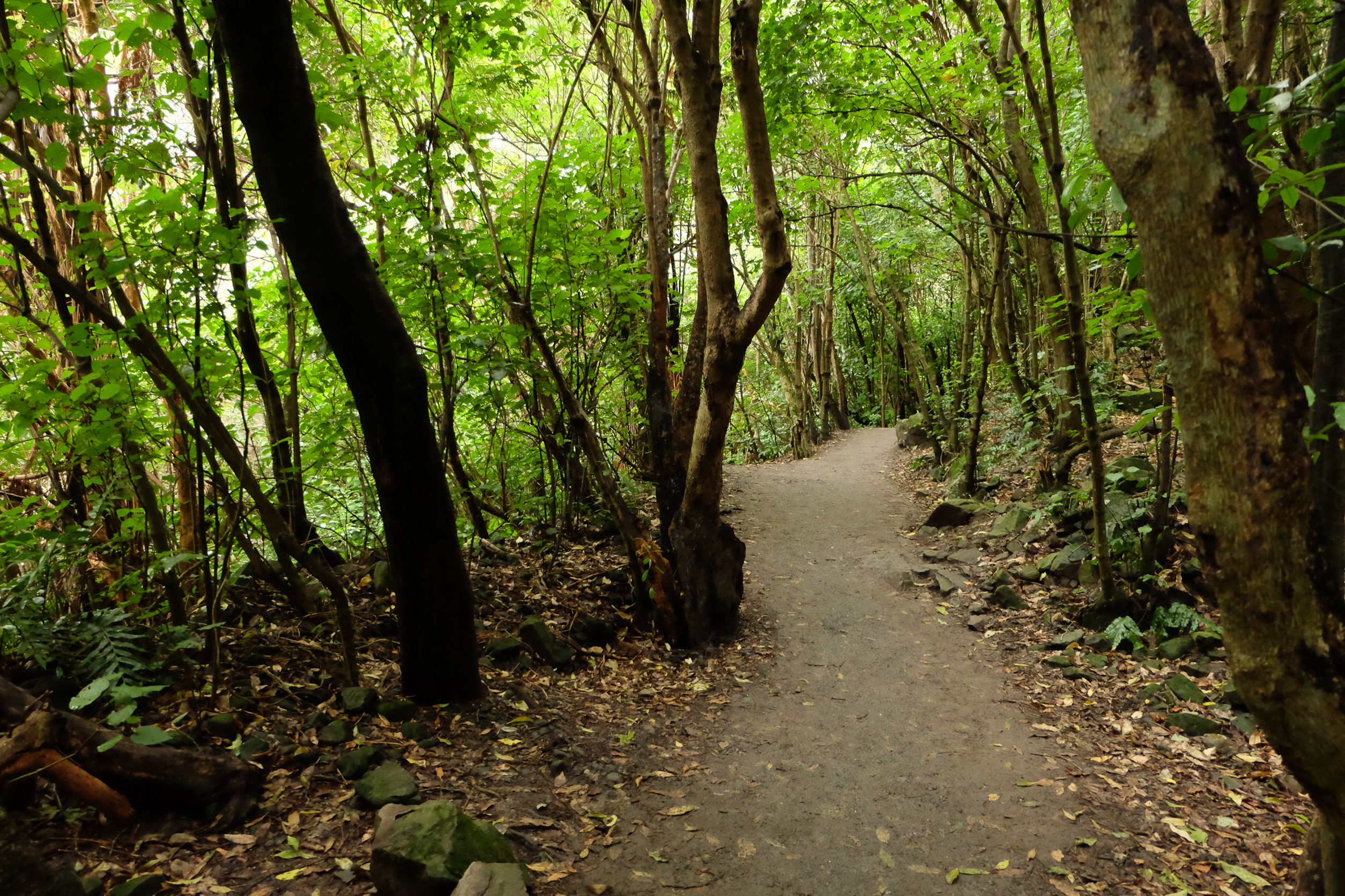 Explore Ohau Waterfall