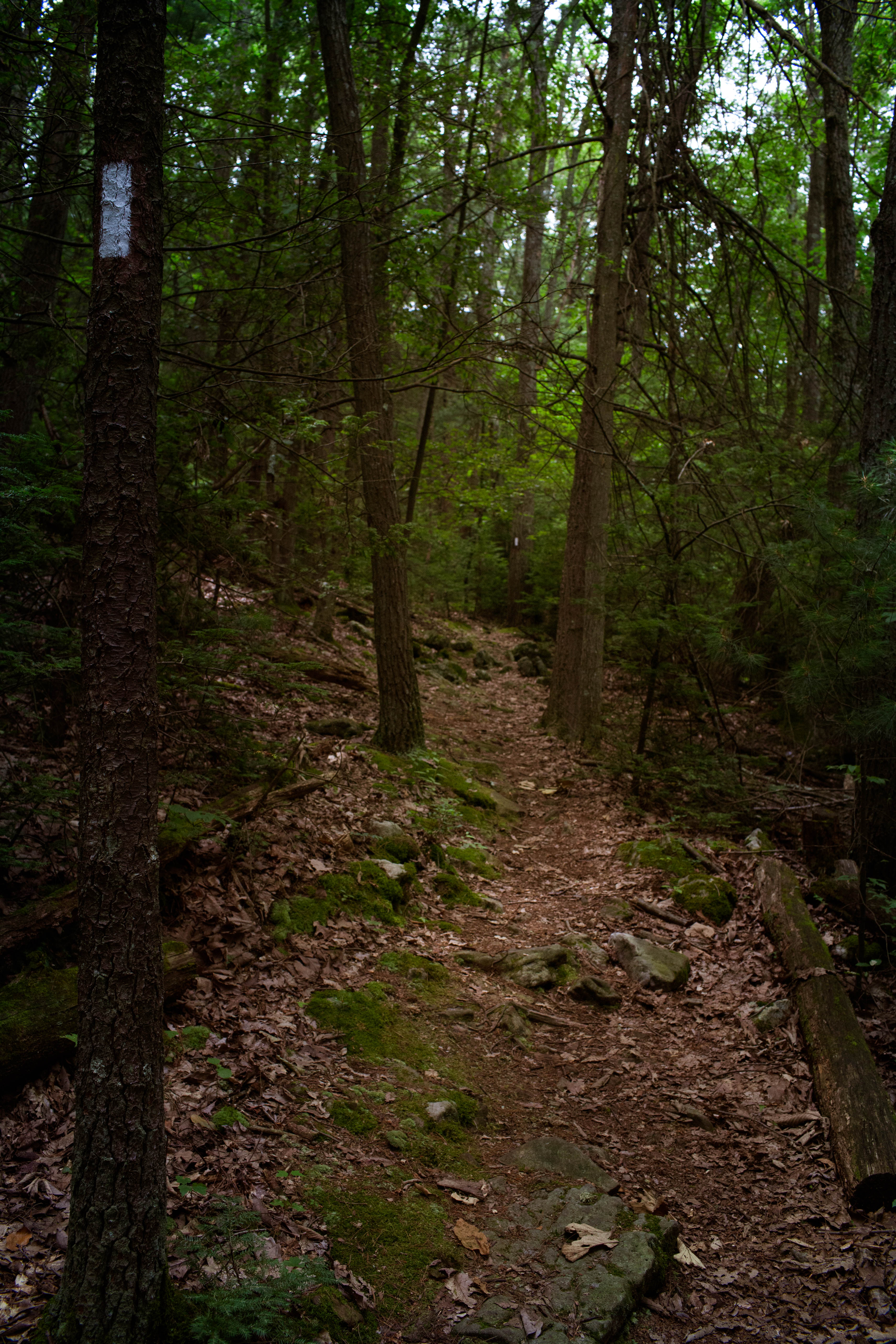 Hike the Buffalo Ridge Trail
